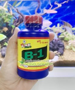 B1 Thái dùng cho lan cao cấp
