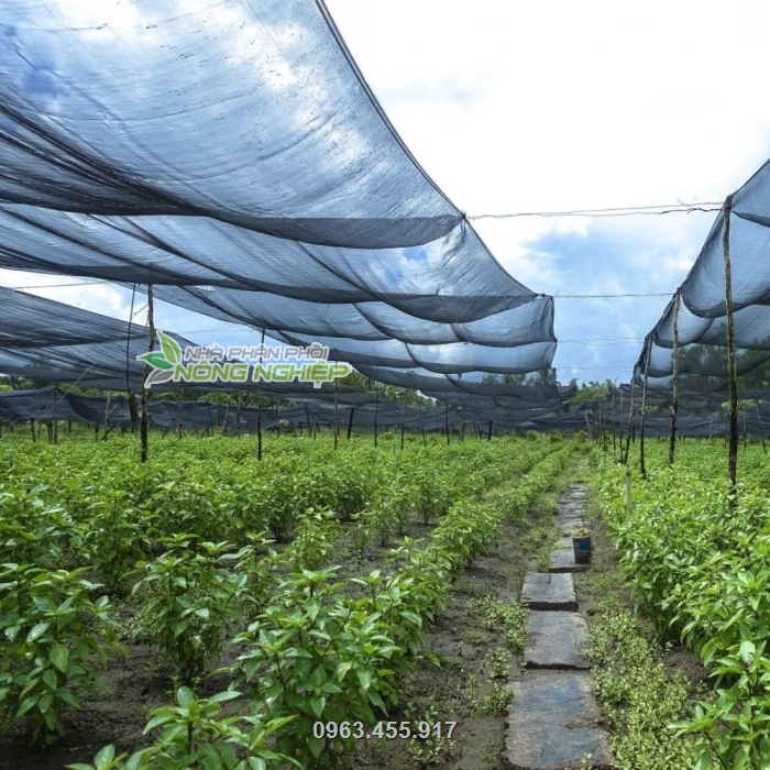 Lưới giúp cắt nắng cho vườn ươm cây giống, vườn cây rau màu
