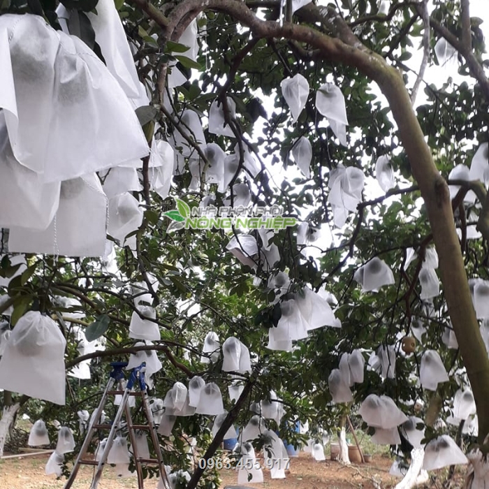 Vườn bưởi sử dụng túi vải Thanh Hà bảo vệ trái cây