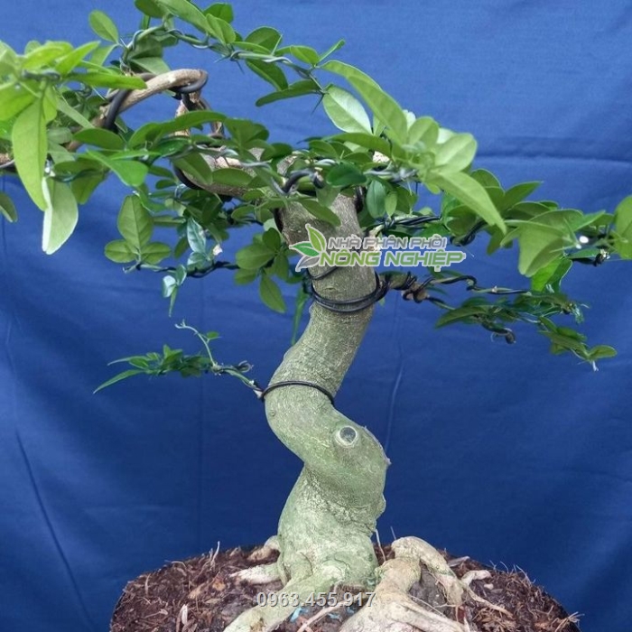 Sản phẩm dây nhôm dùng để uốn cây, tạo thế bonsai
