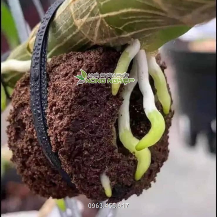 Mút ươm kie cho lan giúp rễ lan phát triển tốt