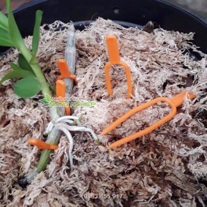 Rêu giúp lan bám rễ tốt, giữ ẩm cho lan