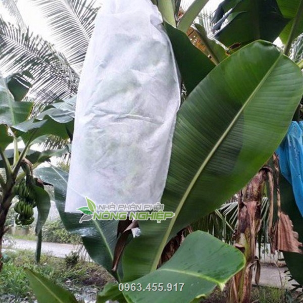 Túi chùm chuối chất liệu vải không dệt màu trắng